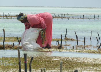 SeaWeed Collect