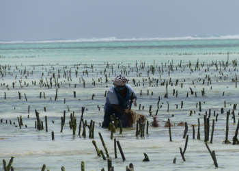 SeaWeed Collect