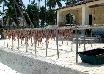 SeaWeed Collect