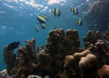 diving at mnemba