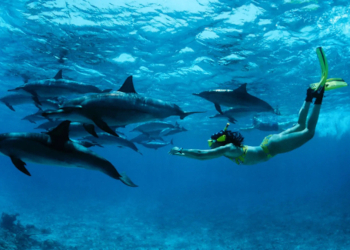 diving at mnemba