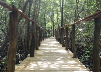 jozani forest